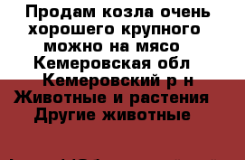 Продам козла очень хорошего крупного, можно на мясо - Кемеровская обл., Кемеровский р-н Животные и растения » Другие животные   